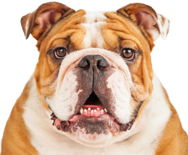 Common Health Concerns for Bulldogs and How to Overcome Them