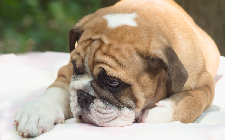 Cystinuria in Bulldogs