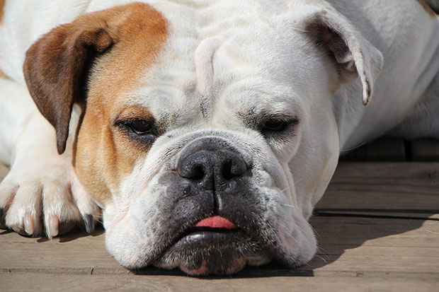 Benadryl Dosage for Bulldogs 1