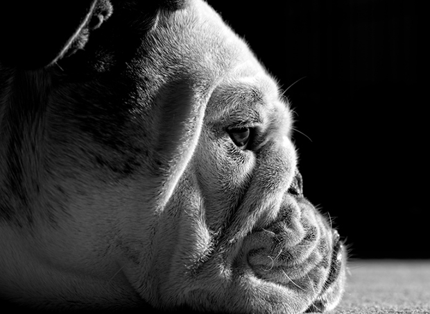 Dry Eyes in Bulldogs