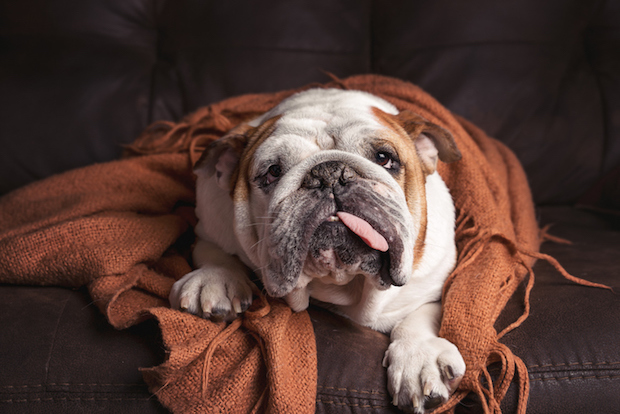 Canine Distemper in Bulldogs