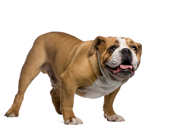 Fly-Biting Syndrome in Bulldogs