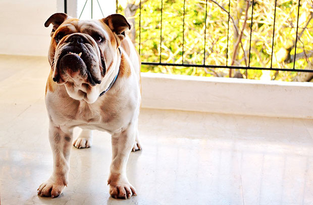 How to Get Rid of Fleas in Bulldogs