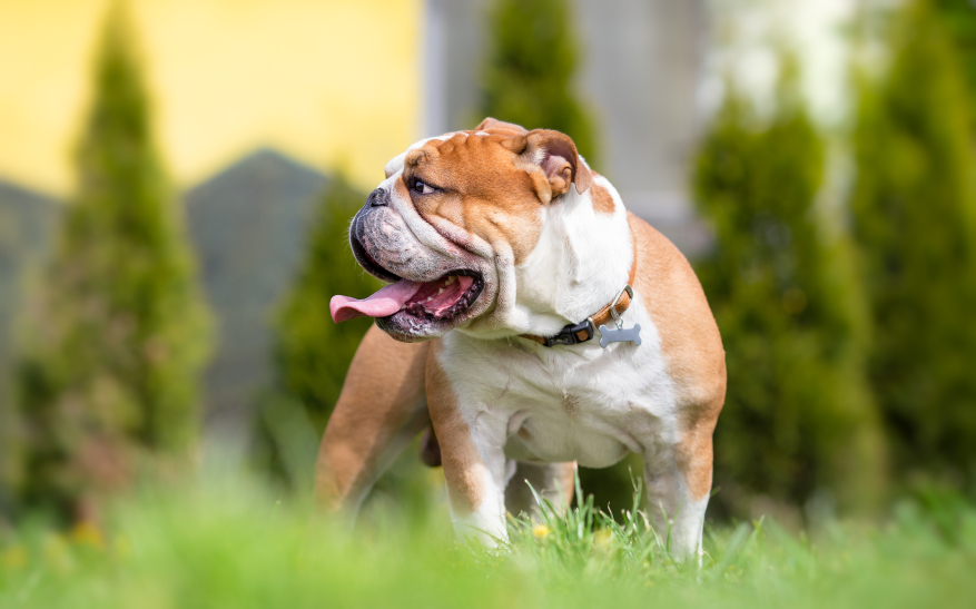 Is a Bulldog the Right Breed for You?