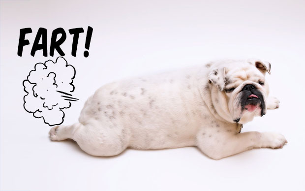 My Bulldog Farts So Much - How to Deal With Dog Farts