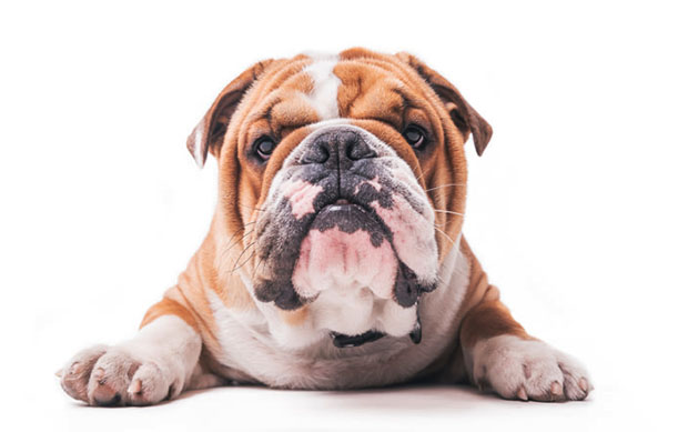 Pyometra in Bulldogs