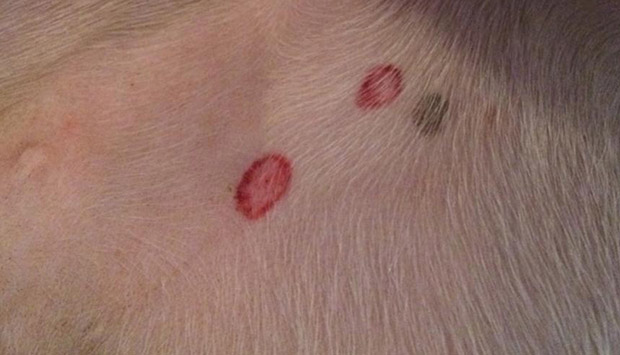 Essential Oils for Ringworm