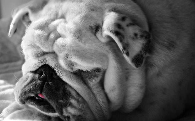 Taking Care of Bulldog Wrinkles 1