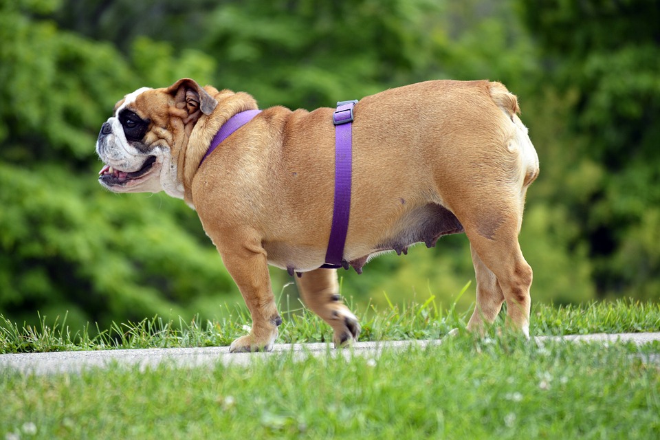 english-bulldog-leash