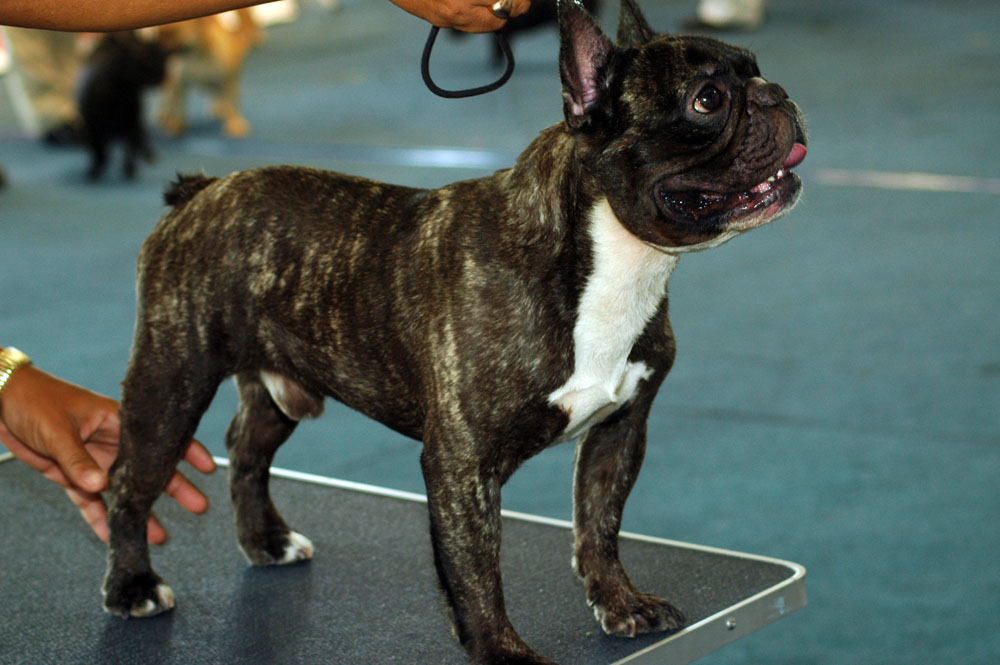 The Best Food for a French Bulldog - A Look at the top 7 brands best food for a french bulldog