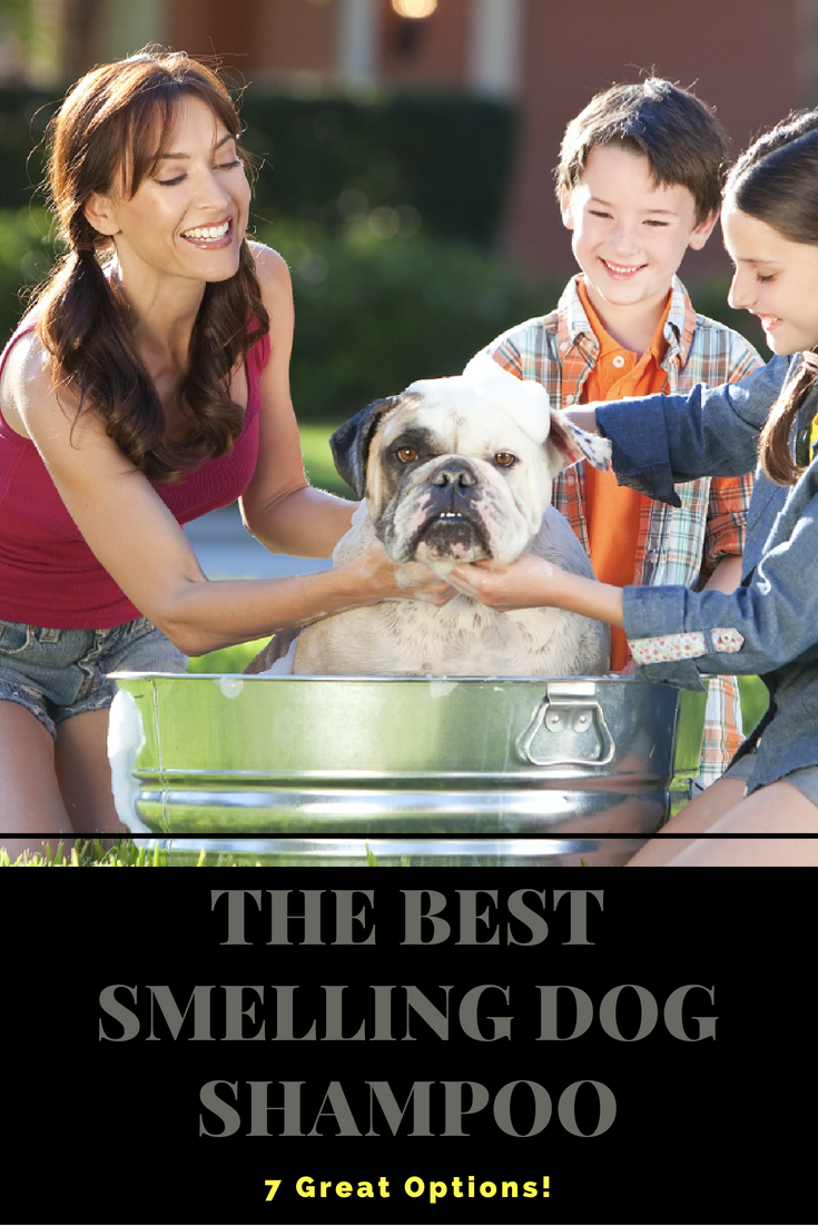 The Best Smelling Dog Shampoo - 7 Great Options