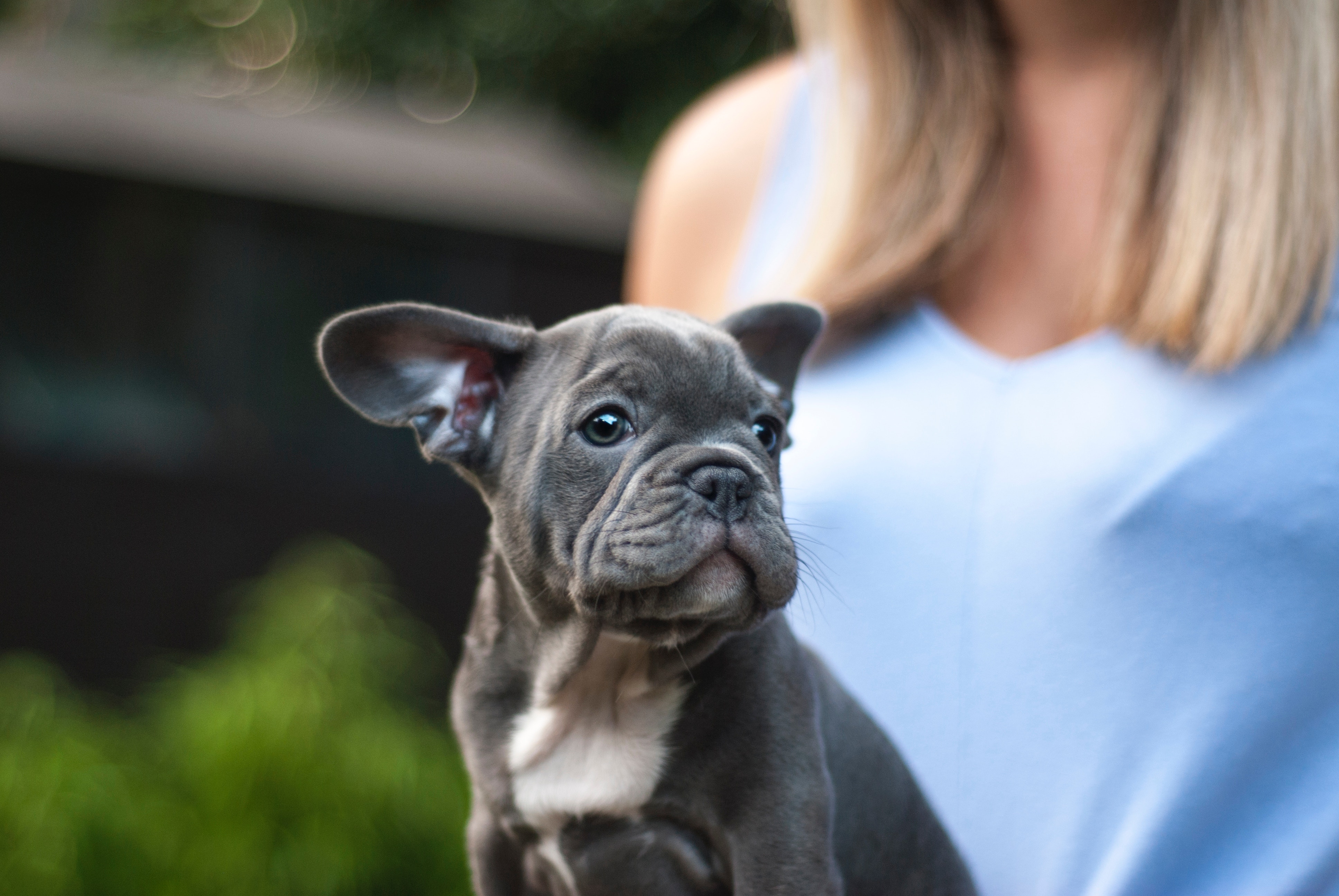 Blue French Bulldog