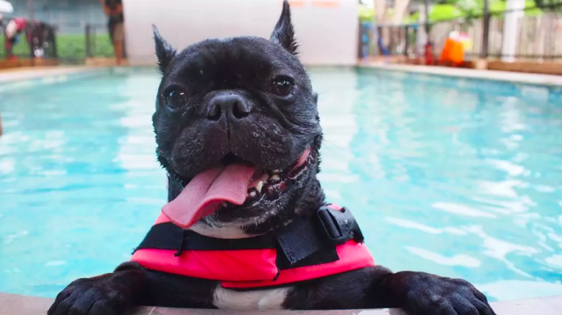 French Bulldog Swimming