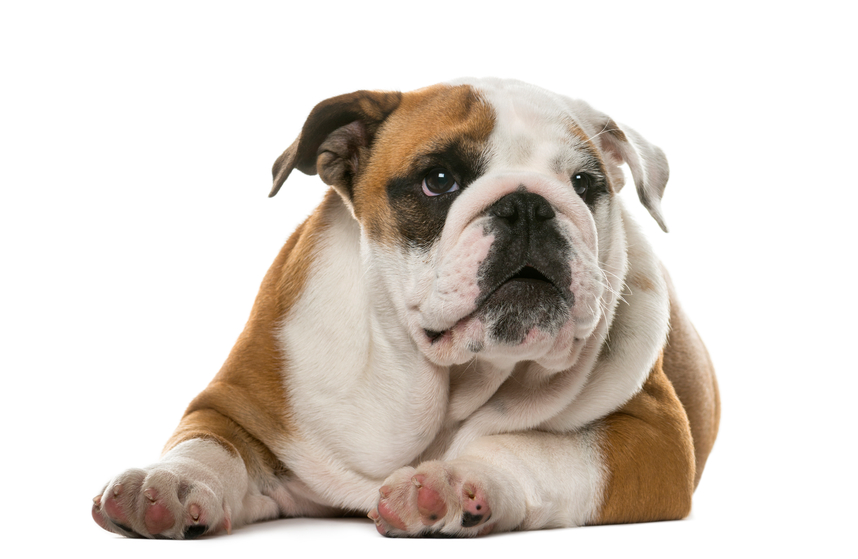 The History and Origins of Bulldogs