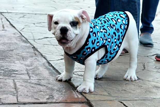 Training Your Bulldog Puppy To Pee Outside