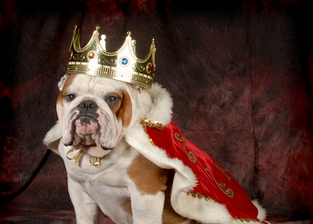 Why Bulldogs Are The Most Expensive Dogs To Own